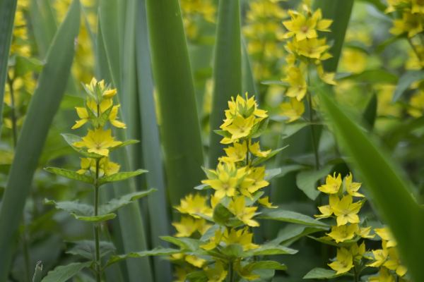 Des fleurs jaunes en épis entre de longues feuilles