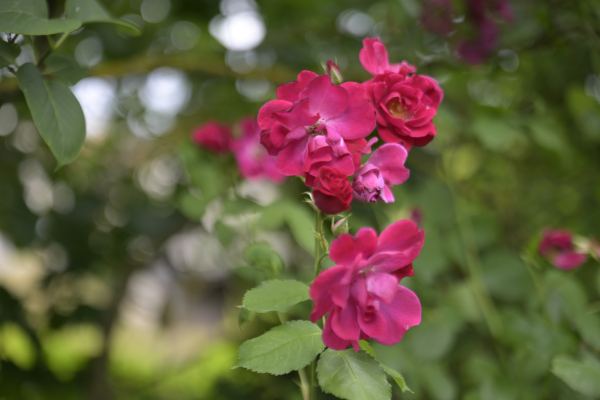 Des roses roses en fleurs